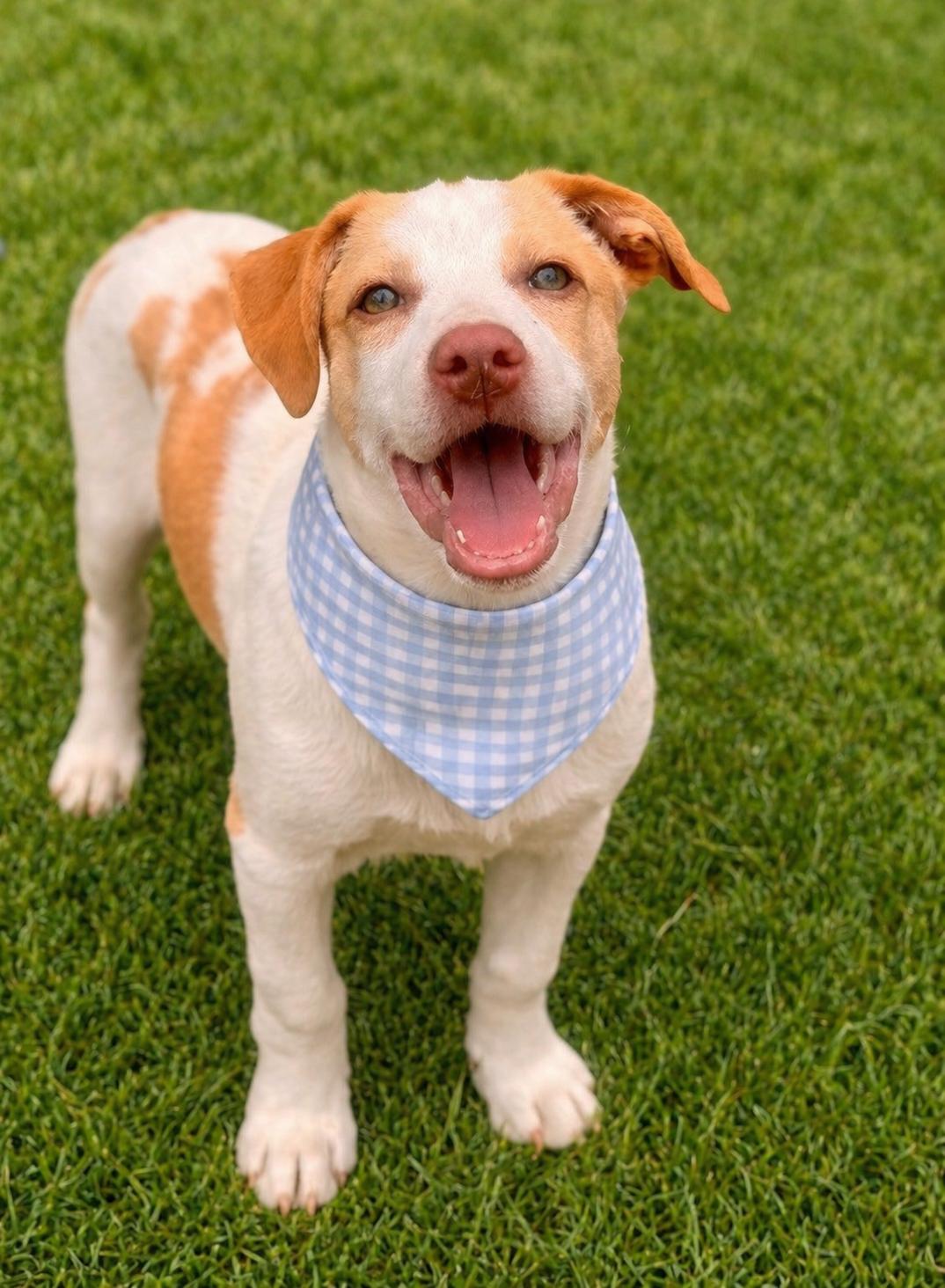 Enlarge Sunny, a Adoptable mixed breed in Nashua, NH image 4/6
