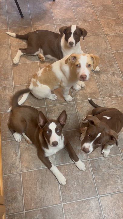 Enlarge Sunny, a Adoptable mixed breed in Nashua, NH video 6/6