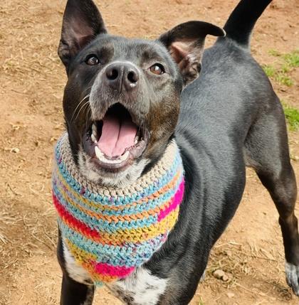 Onyx $85 Fostered, Adoptable, Young Female Australian Cattle Dog / Blue Heeler & Mixed Breed.