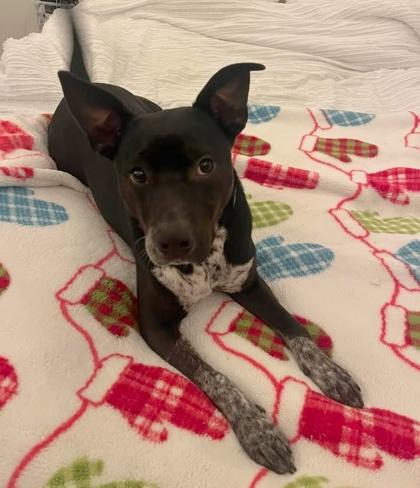 Onyx $85 Fostered, Adoptable, Young Female Australian Cattle Dog / Blue Heeler & Mixed Breed.