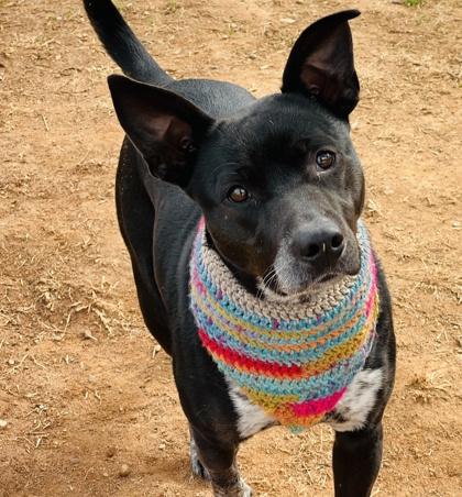 Onyx $85 Fostered, a Adoptable mixed breed in Seneca, SC image 2/3