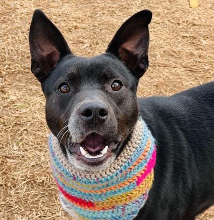 Onyx $85 Fostered, a Adoptable mixed breed in Seneca, SC image 3/3