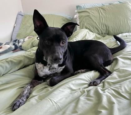 Enlarge Onyx $85 Fostered, a Adoptable mixed breed in Seneca, SC image 3/3