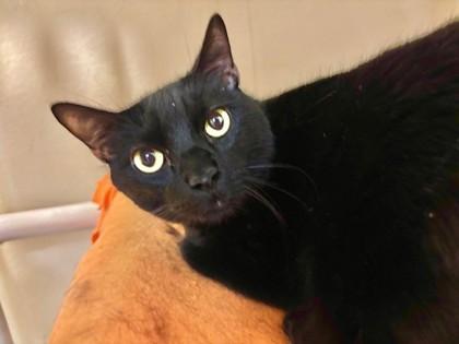 Paco, a Adoptable Domestic Short Hair in Everett, WA image 1/2