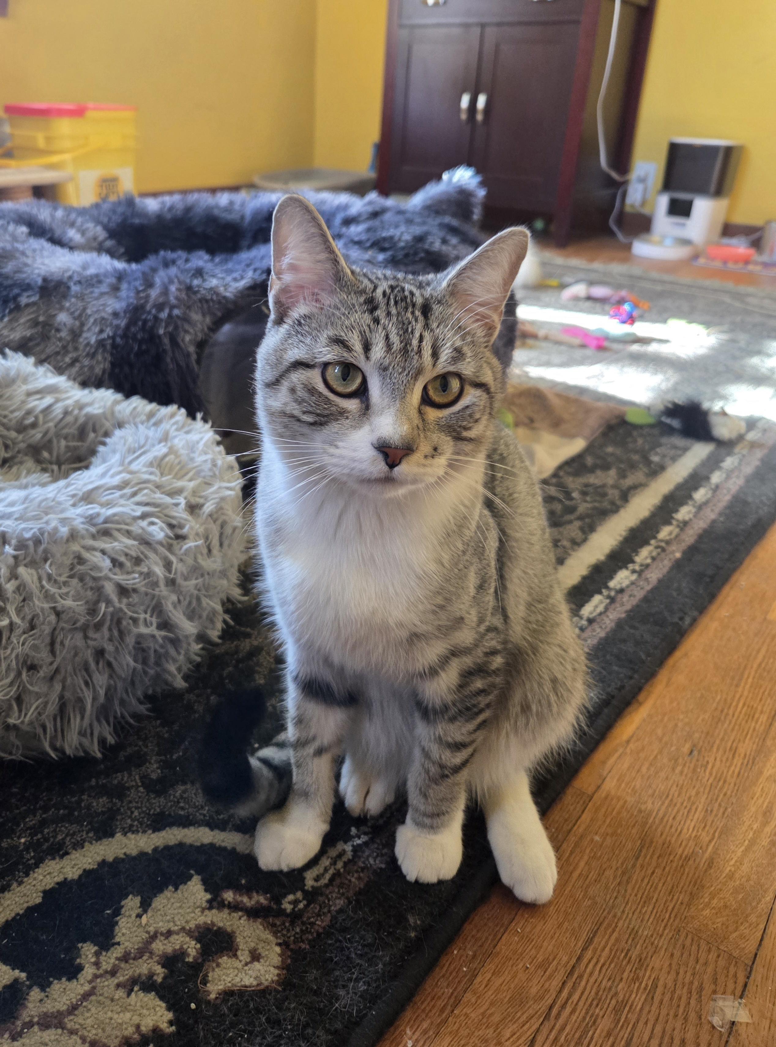 Enlarge Greyson, a Adoptable Domestic Short Hair in Minneapolis, MN image 6/6