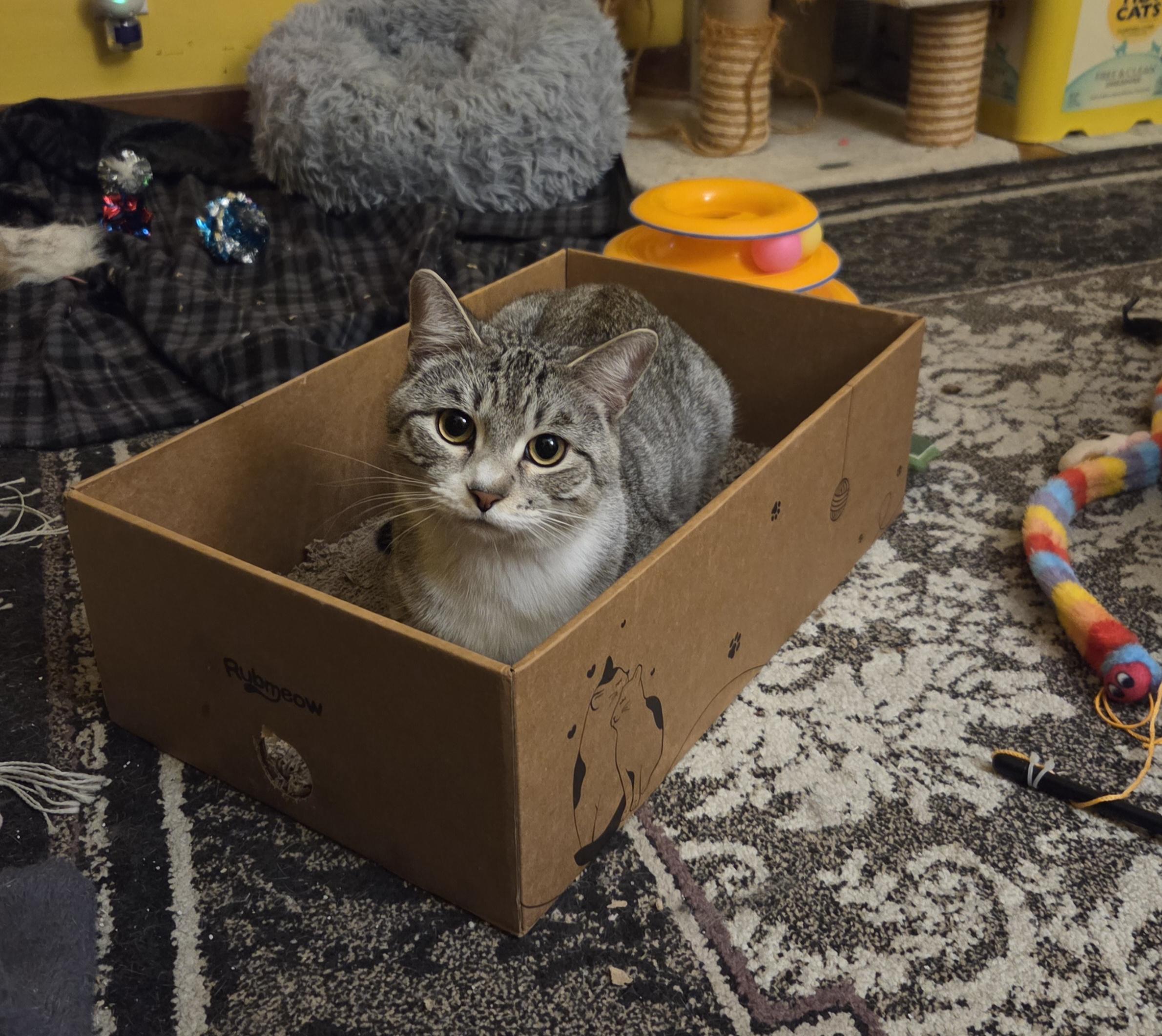 Enlarge Greyson, a Adoptable Domestic Short Hair in Minneapolis, MN image 4/6