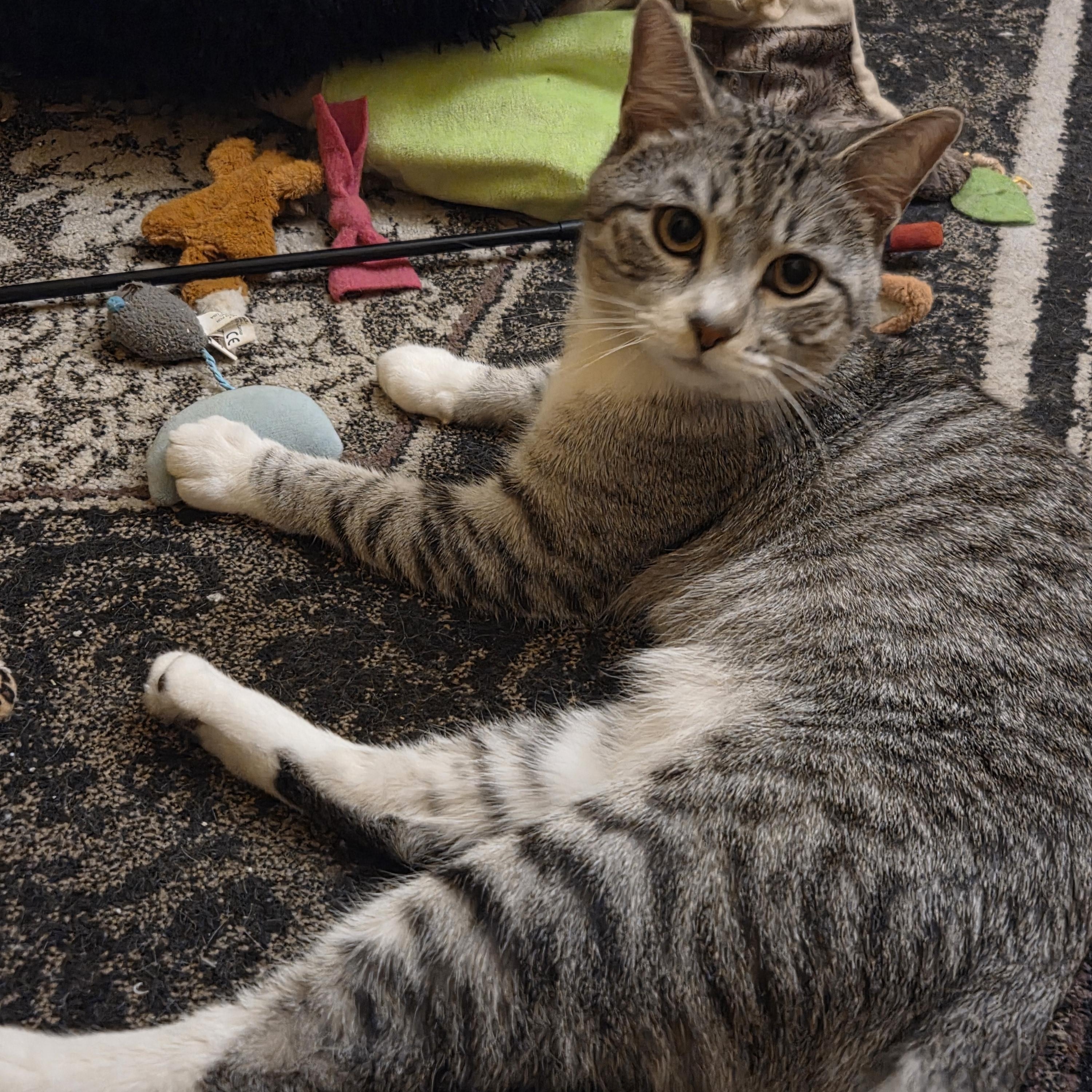 Enlarge Greyson, a Adoptable Domestic Short Hair in Minneapolis, MN image 2/6