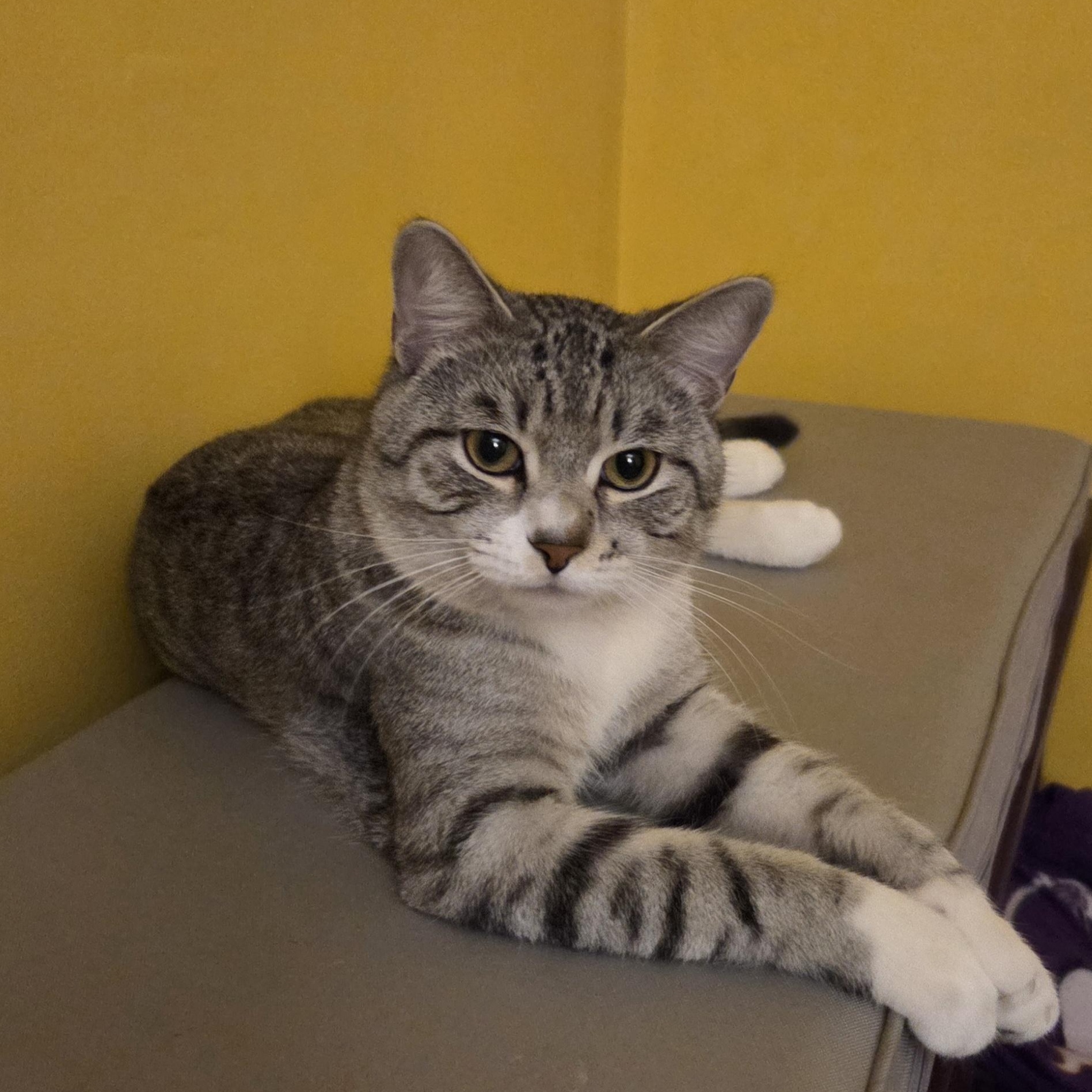 Enlarge Greyson, a Adoptable Domestic Short Hair in Minneapolis, MN image 1/6