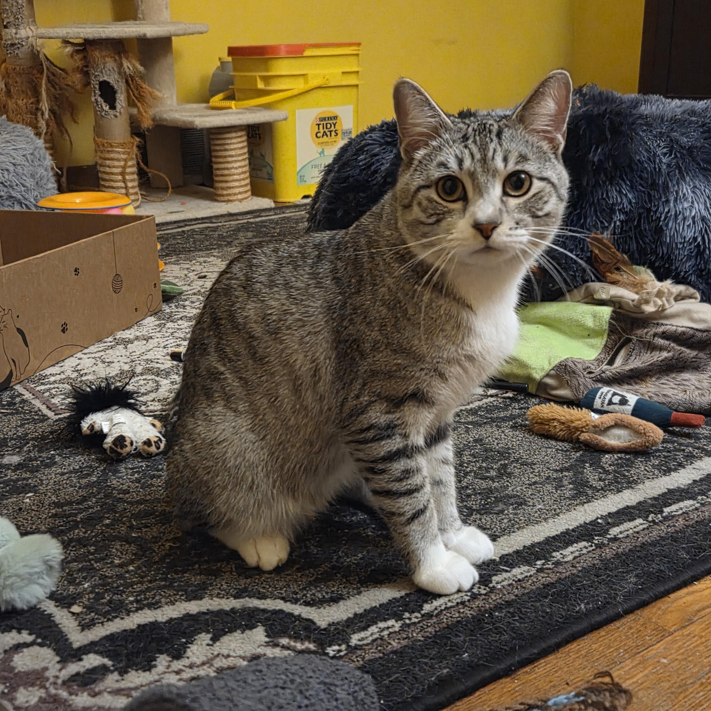 Enlarge Greyson, a Adoptable Domestic Short Hair in Minneapolis, MN image 3/6