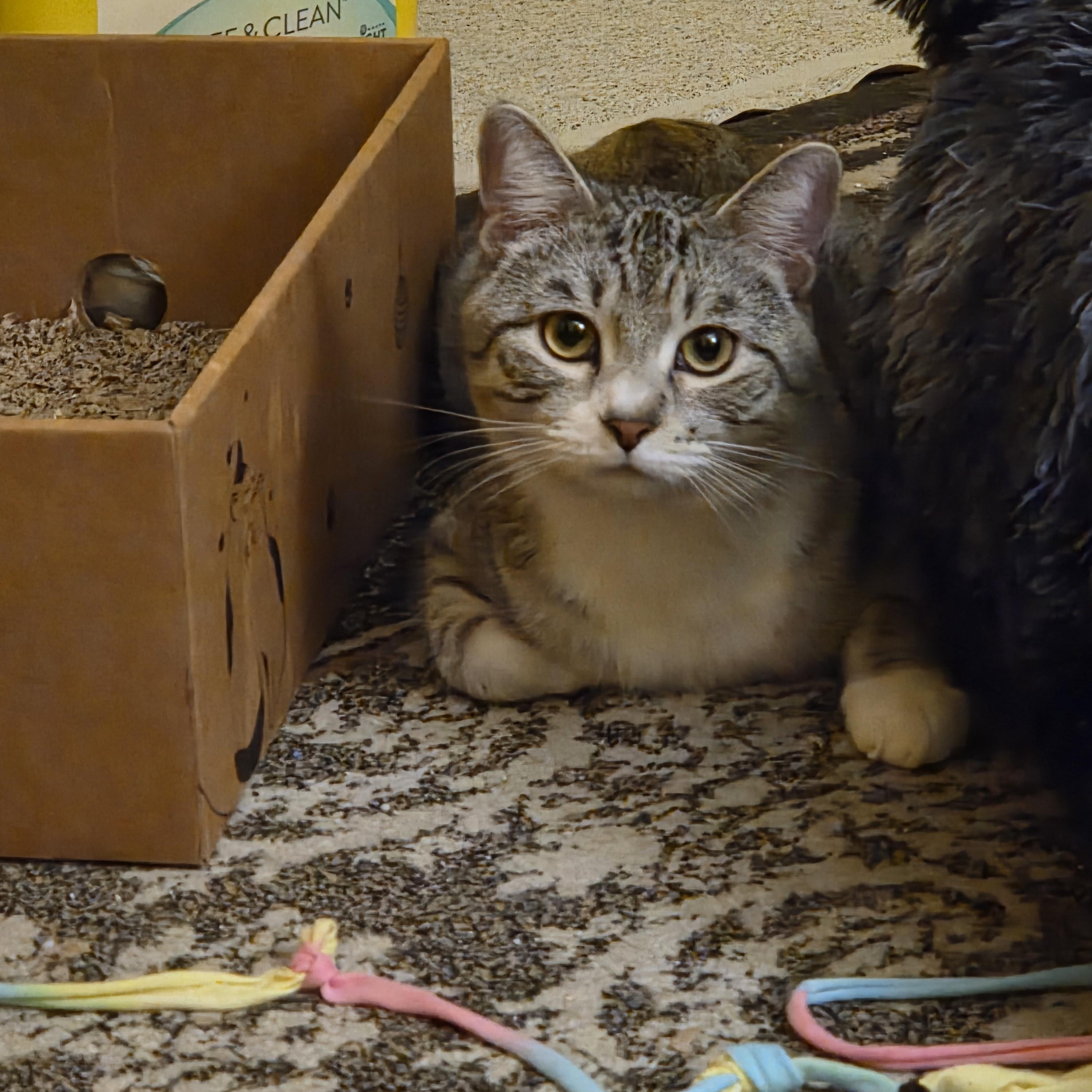 Enlarge Greyson, a Adoptable Domestic Short Hair in Minneapolis, MN image 5/6