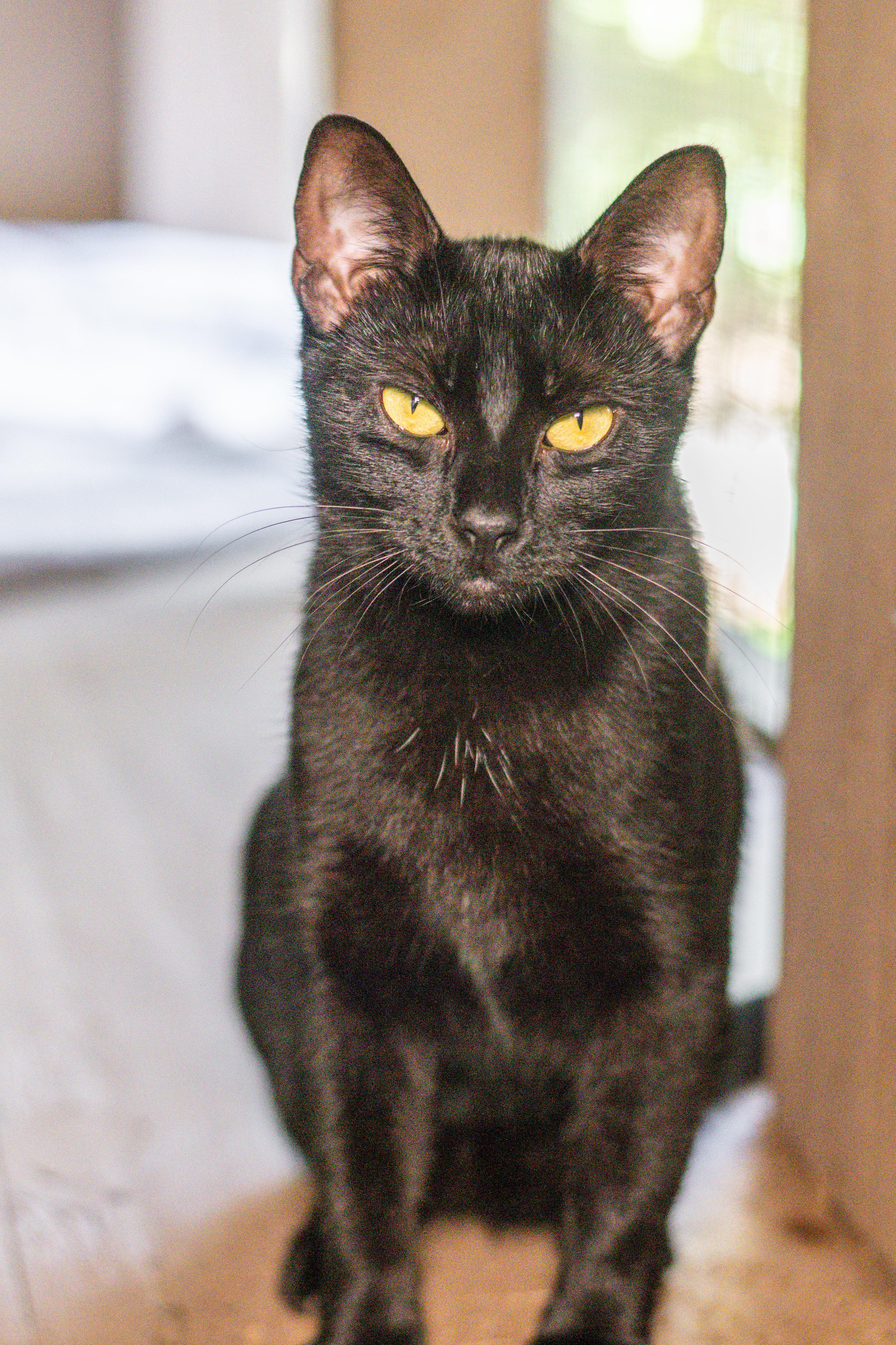 Sandy, Adoptable, Young Female Domestic Short Hair.
