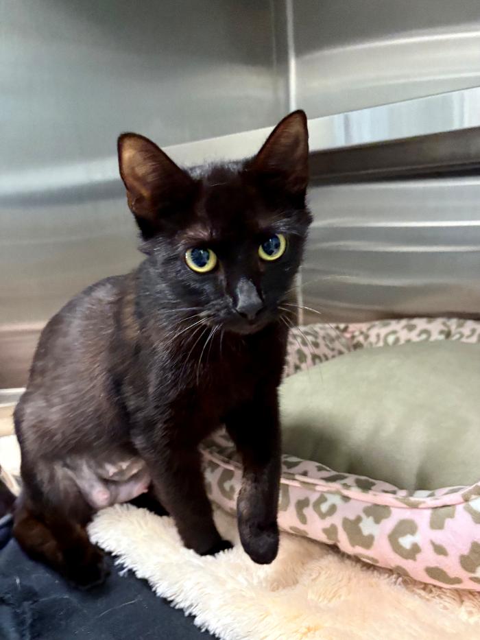 Sandy, Young Female Domestic Short Hair