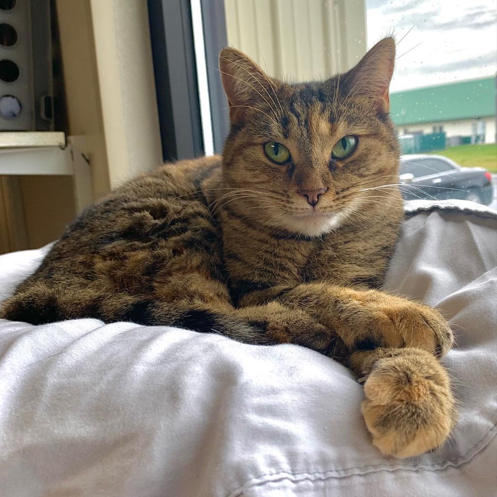 Enlarge Jennie Lee, a Adoptable mixed breed in Fremont, OH image 1/5