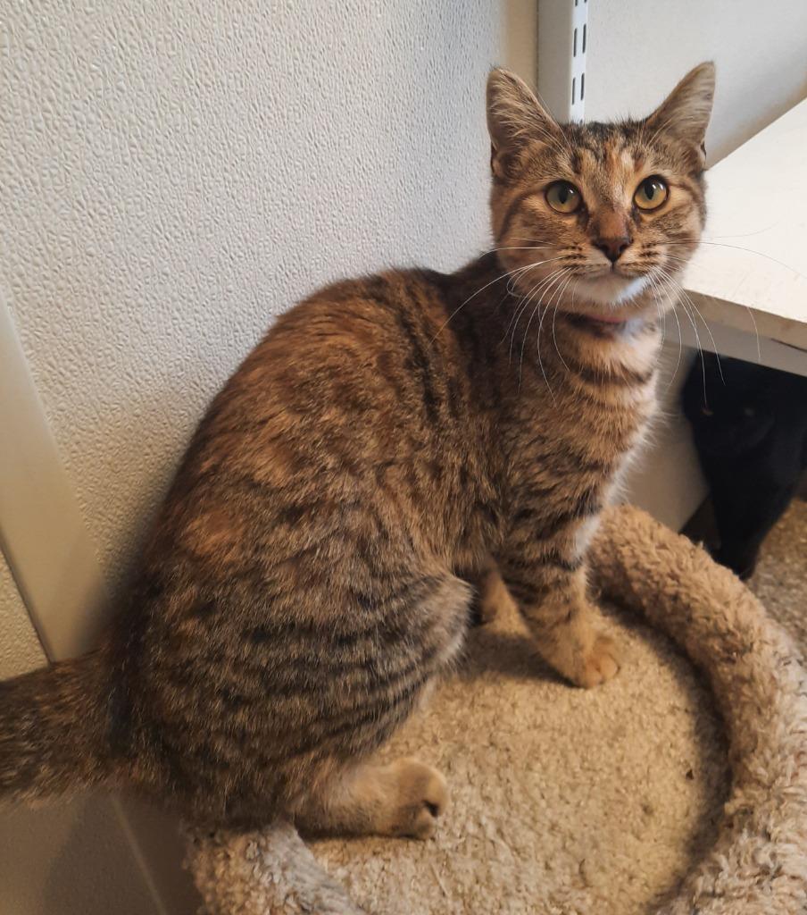 Jennie Lee, Adoptable, Adult Female Domestic Short Hair.