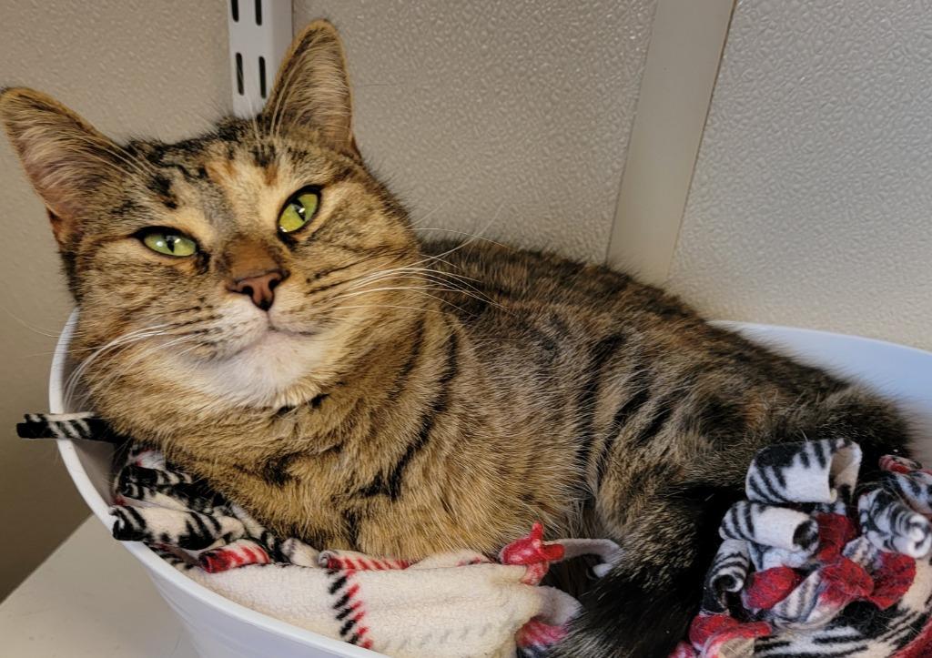 Enlarge Jennie Lee, a Adoptable mixed breed in Fremont, OH image 2/5