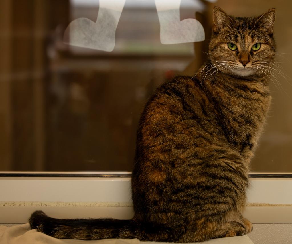 Enlarge Jennie Lee, a Adoptable mixed breed in Fremont, OH image 3/5