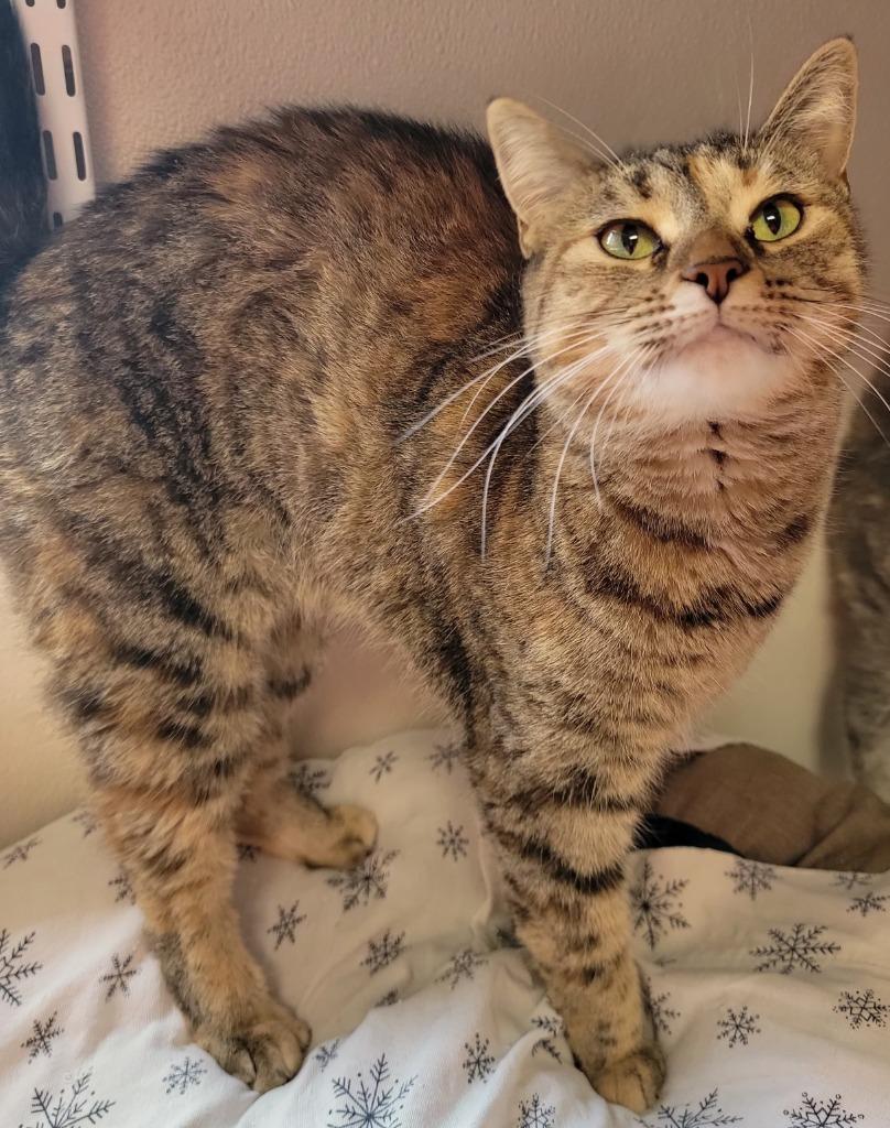 Enlarge Jennie Lee, a Adoptable mixed breed in Fremont, OH image 5/5