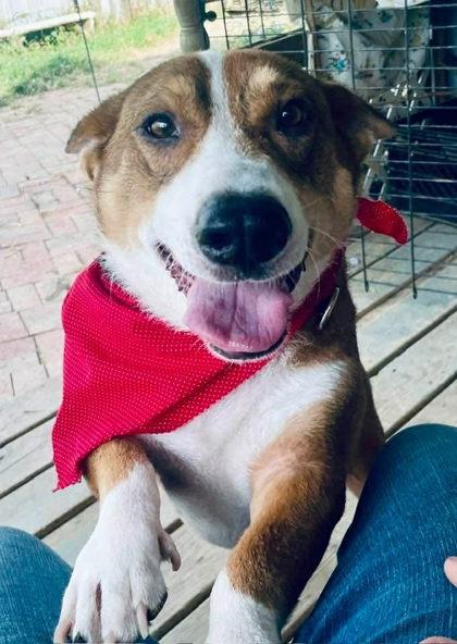 Enlarge Shiloh, a Adoptable mixed breed in Sevierville, TN image 3/3