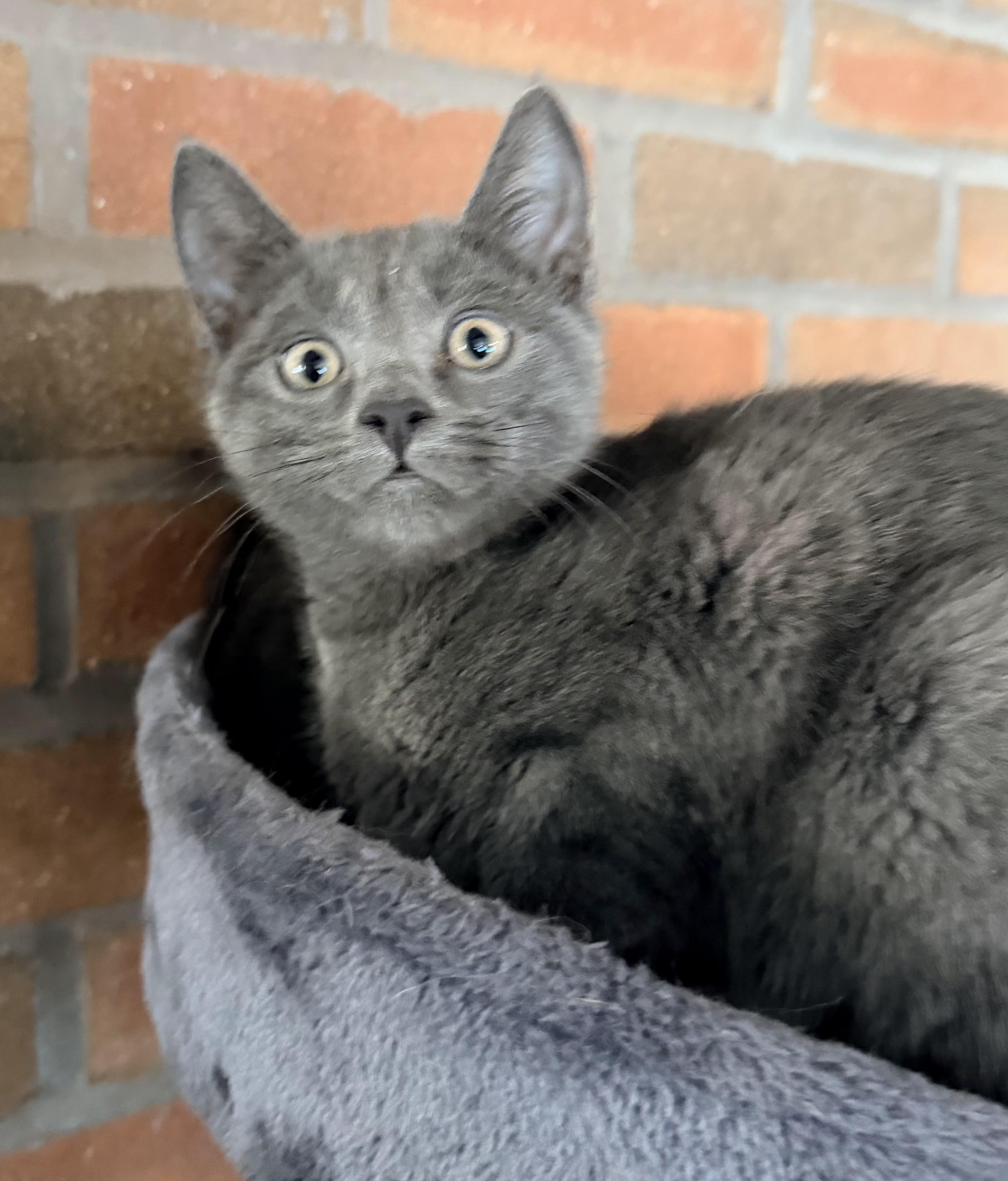 Sashimi, adopted, Kitten Female Domestic Short Hair.
