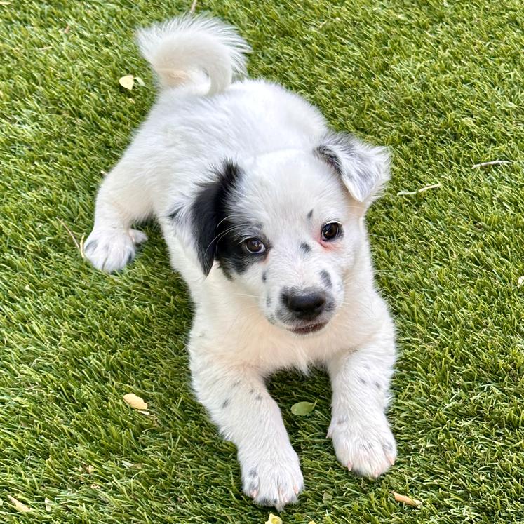 Russel, Adopted, Puppy Male Australian Shepherd & Jack Russell Terrier.