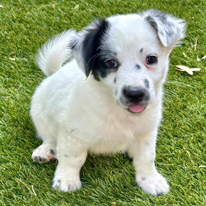 Russel, a Adopted mixed breed in Glendale, AZ image 2/3