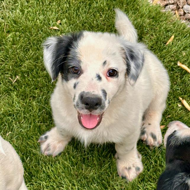Russel, a Adopted mixed breed in Glendale, AZ image 3/3