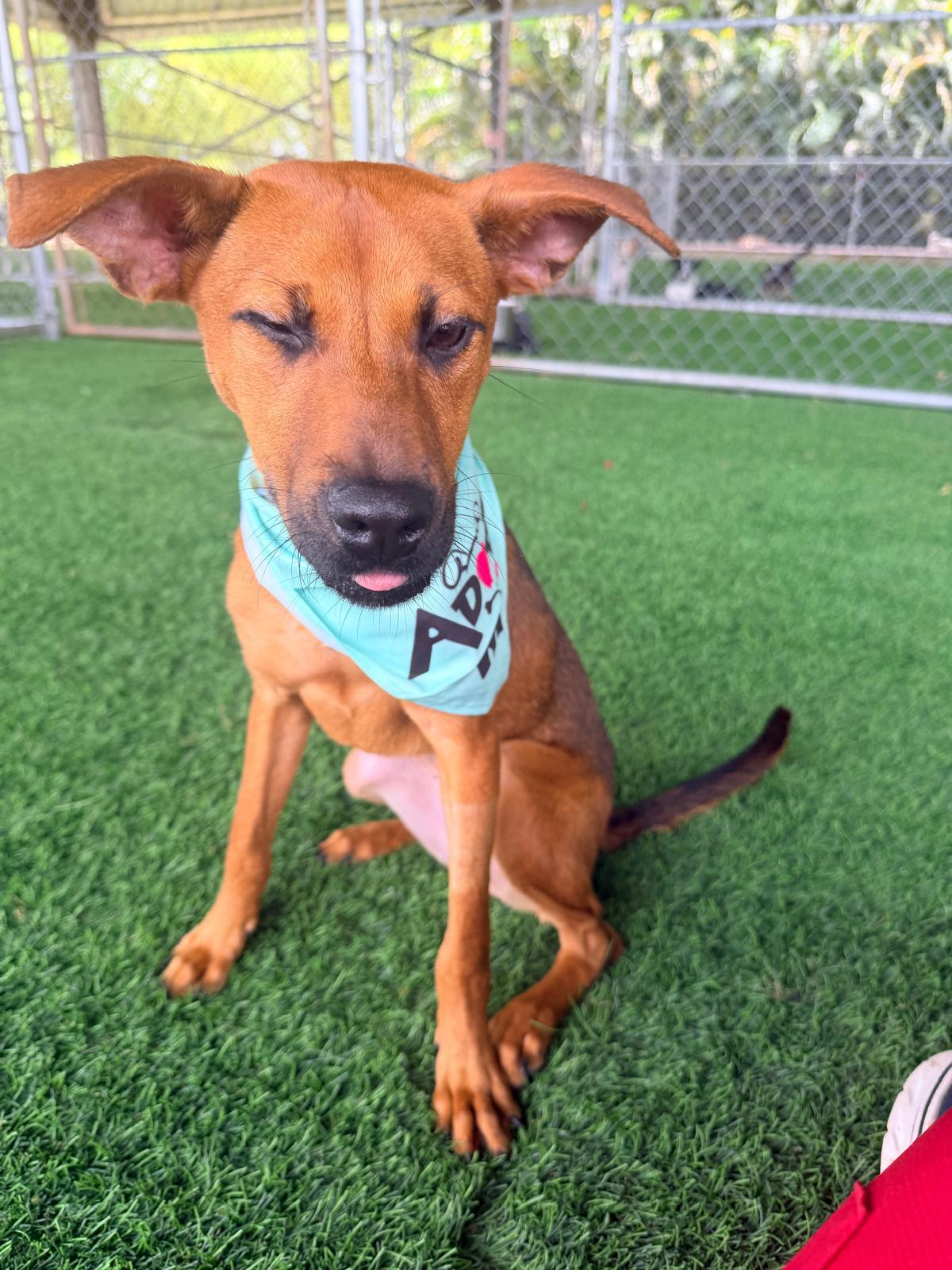 Enlarge Troya, a ADOPTABLE Mixed Breed in Morristown, NJ image 3/3