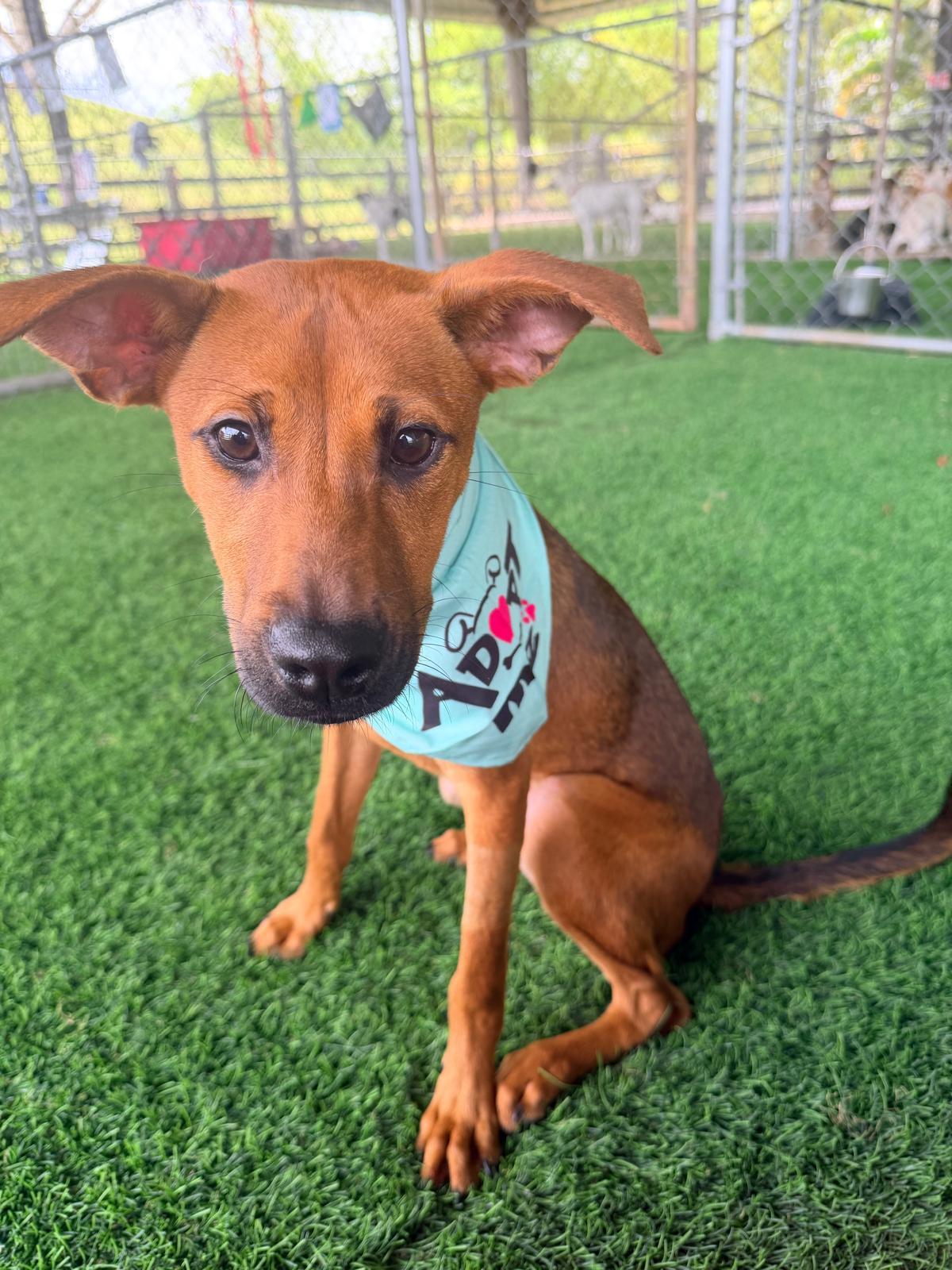 Enlarge Troya, a ADOPTABLE Mixed Breed in Morristown, NJ image 1/3