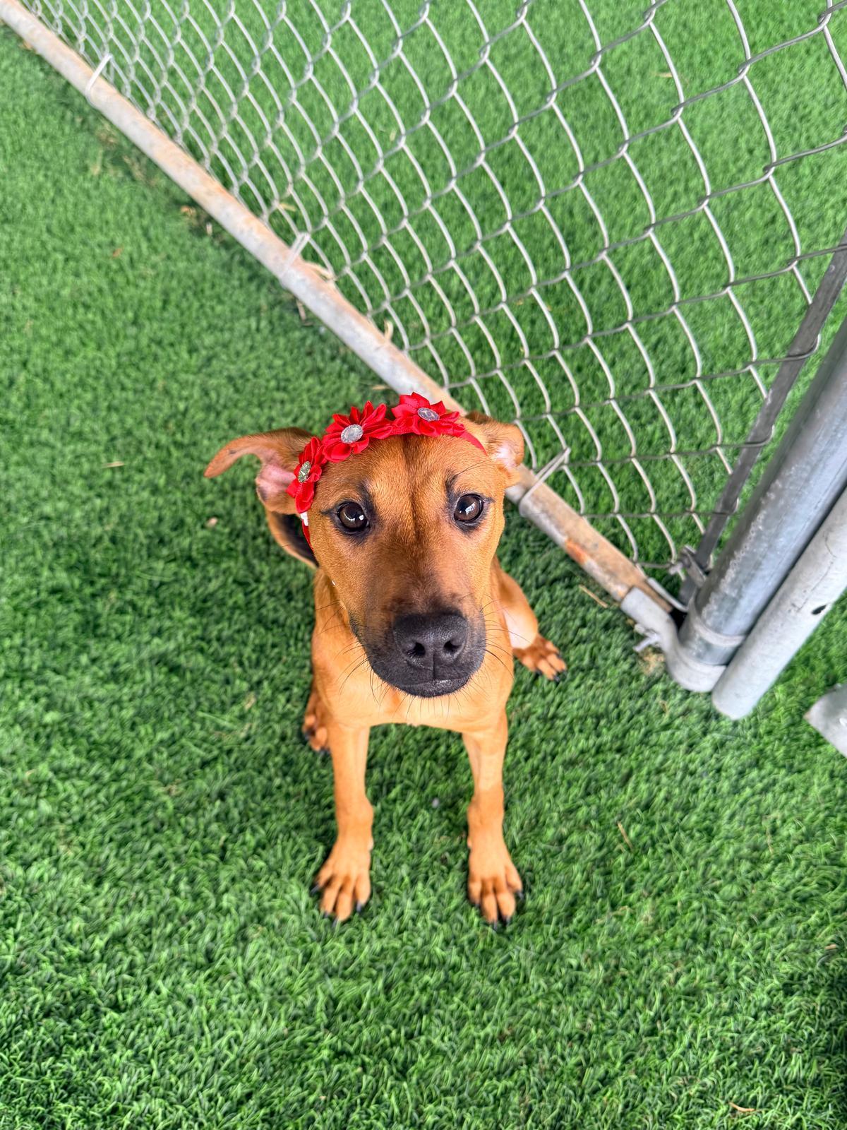 Enlarge Troya, a ADOPTABLE Mixed Breed in Morristown, NJ image 2/3