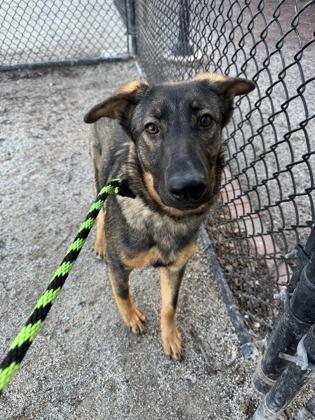 Rosie, an adopted German Shepherd Dog in Philadelphia, PA image 3/3