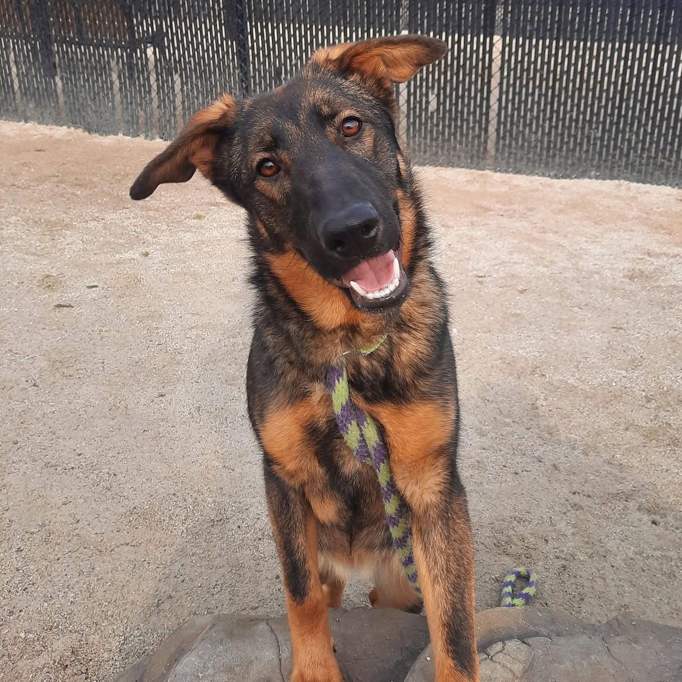 Rosie, an adopted German Shepherd Dog in Philadelphia, PA image 1/3
