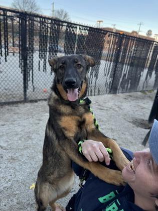 Rosie, an adopted German Shepherd Dog in Philadelphia, PA image 2/3