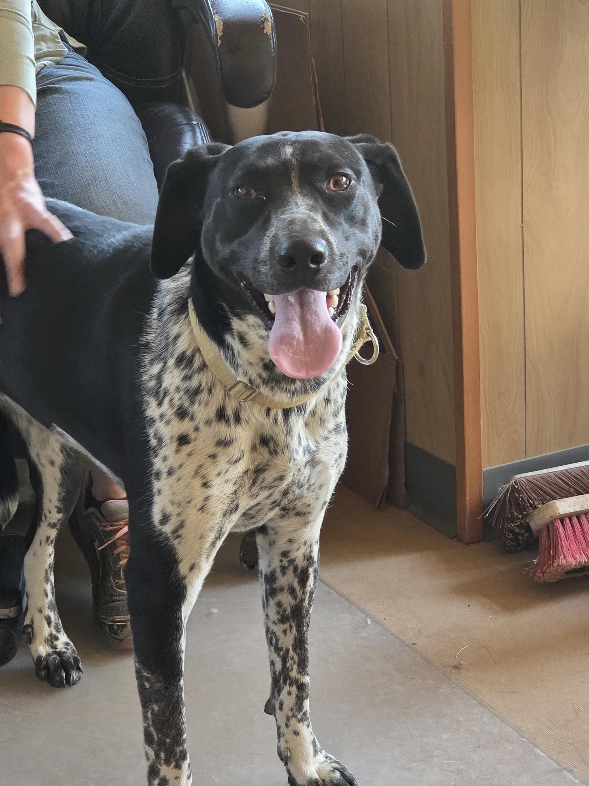 Lilly, adopted, Adult Female German Shorthaired Pointer & Border Collie.
