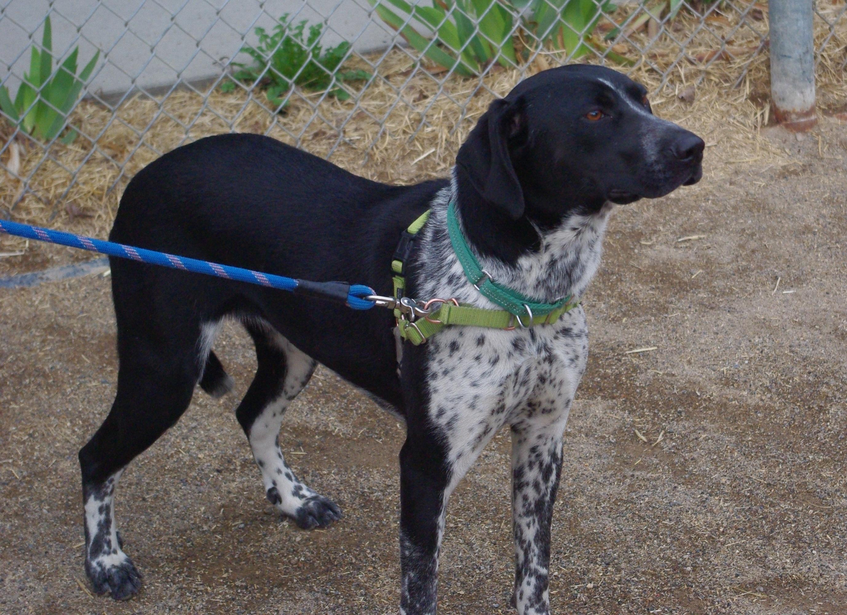 Lilly, an adopted mixed breed in Baker City, OR image 2/4