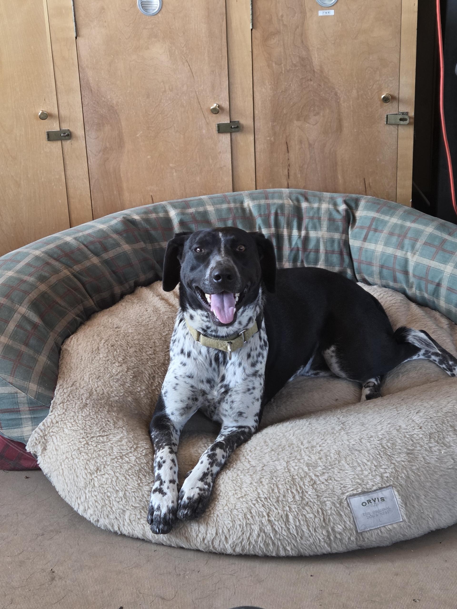 Lilly, an adopted mixed breed in Baker City, OR image 3/4