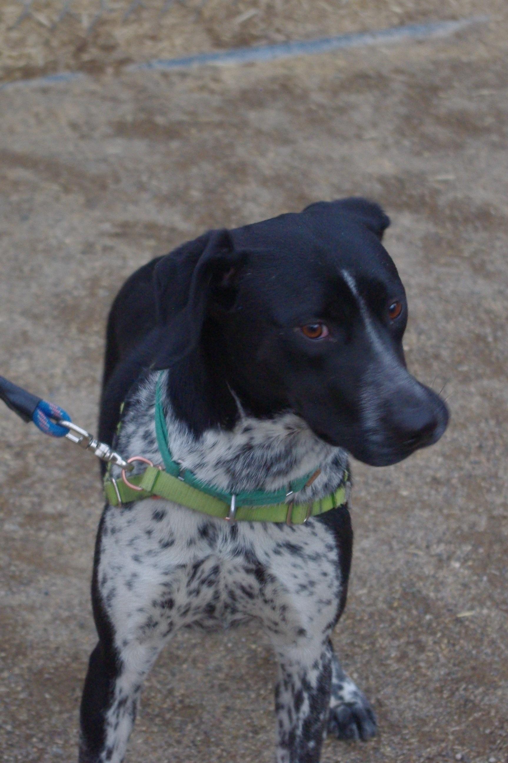 Lilly, an adopted mixed breed in Baker City, OR image 4/4