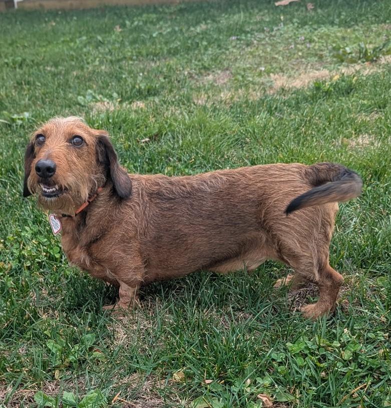 Enlarge Stevie in TN, a ADOPTABLE Dachshund in Shelbyville, TN image 4/5