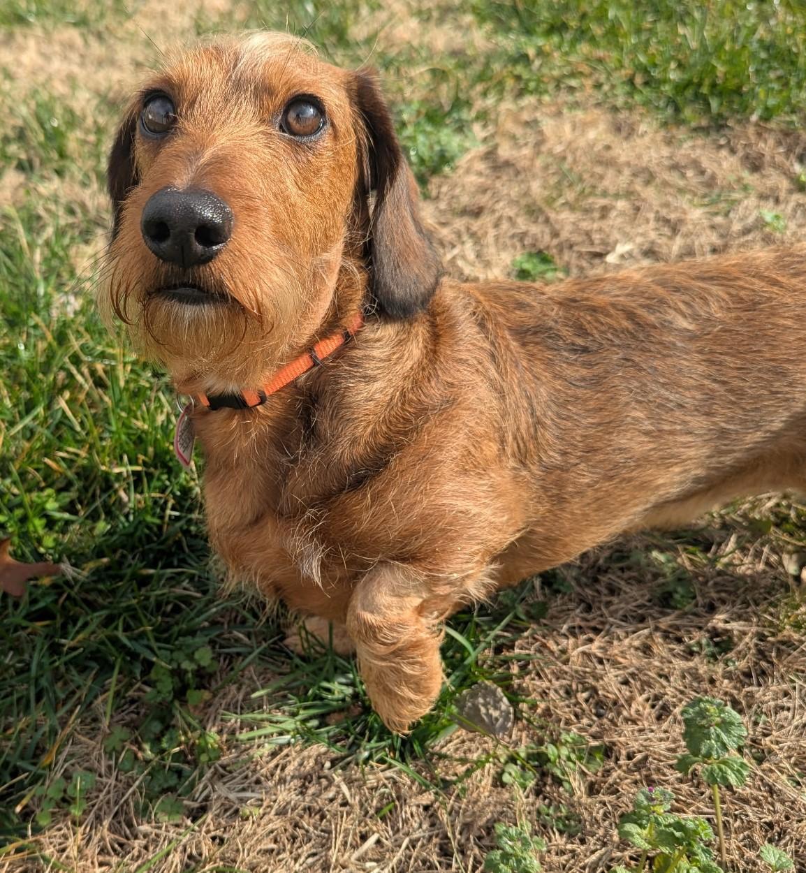 Enlarge Stevie in TN, a ADOPTABLE Dachshund in Shelbyville, TN image 3/5