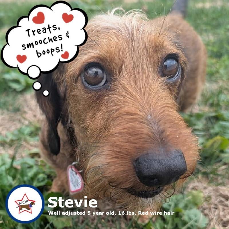 Enlarge Stevie in TN, a ADOPTABLE Dachshund in Shelbyville, TN image 1/5