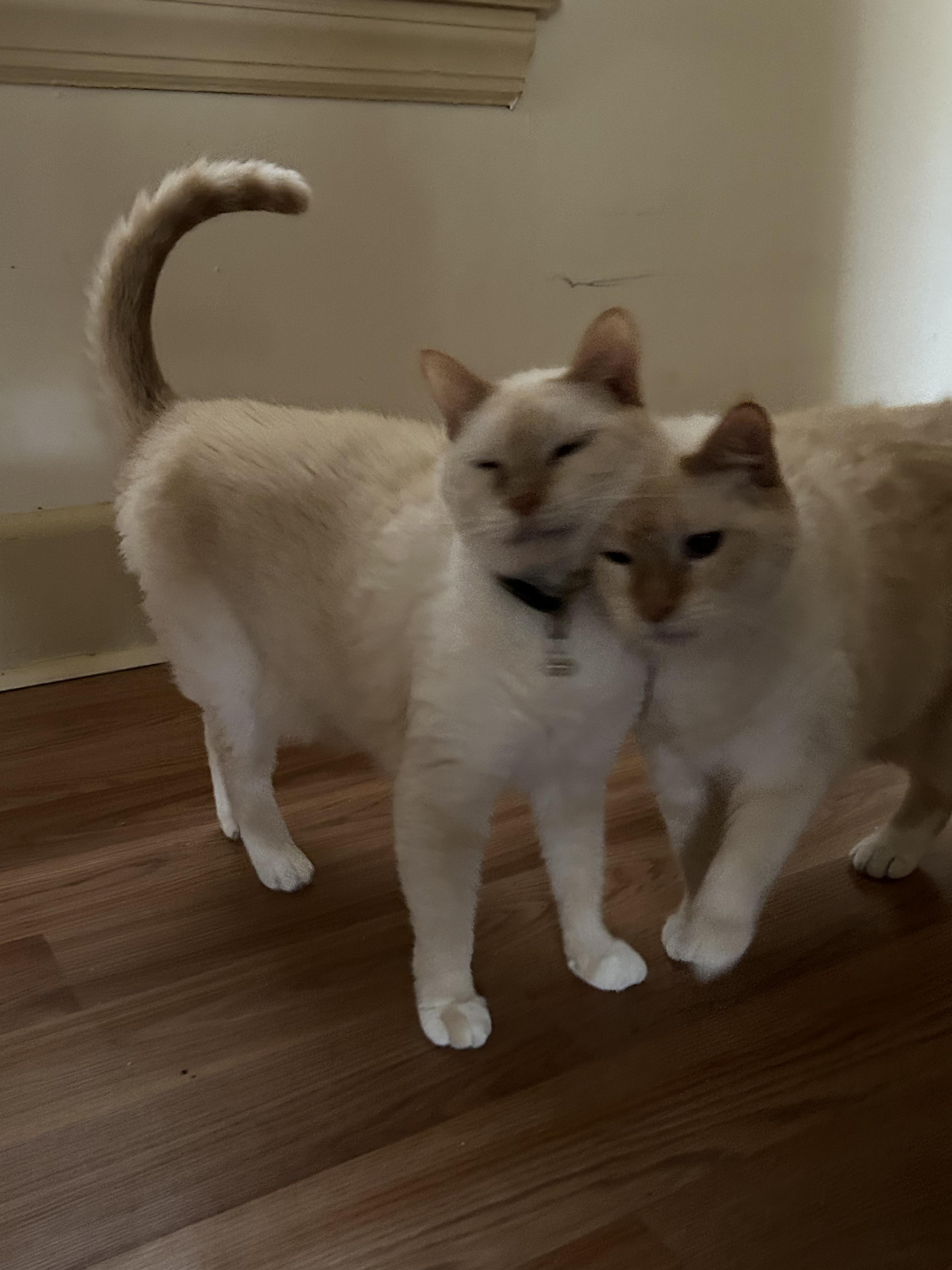 Ginger and Joy