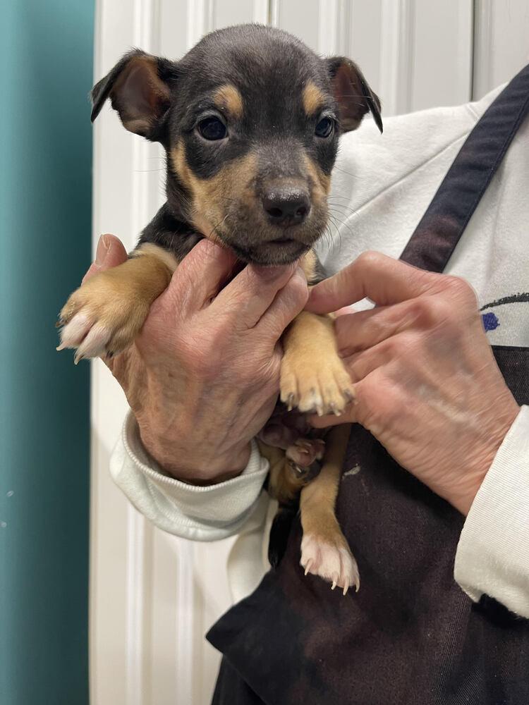 Enlarge Sushi, a Adoptable mixed breed in Chattanooga, TN image 1/2