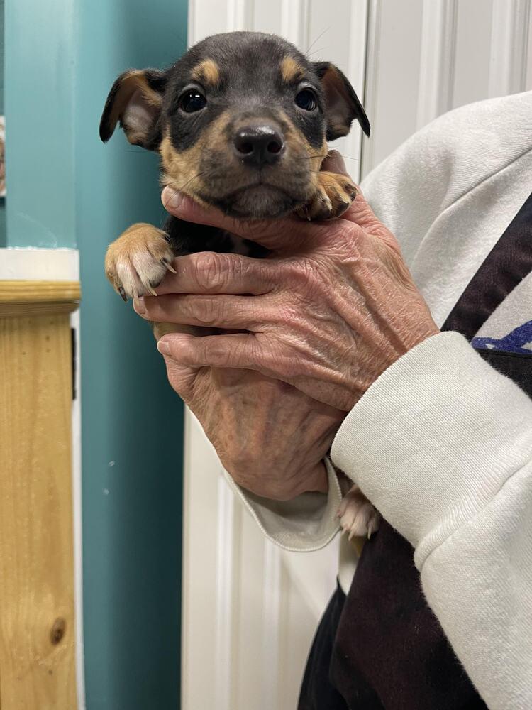 Enlarge Sushi, a Adoptable mixed breed in Chattanooga, TN image 2/2