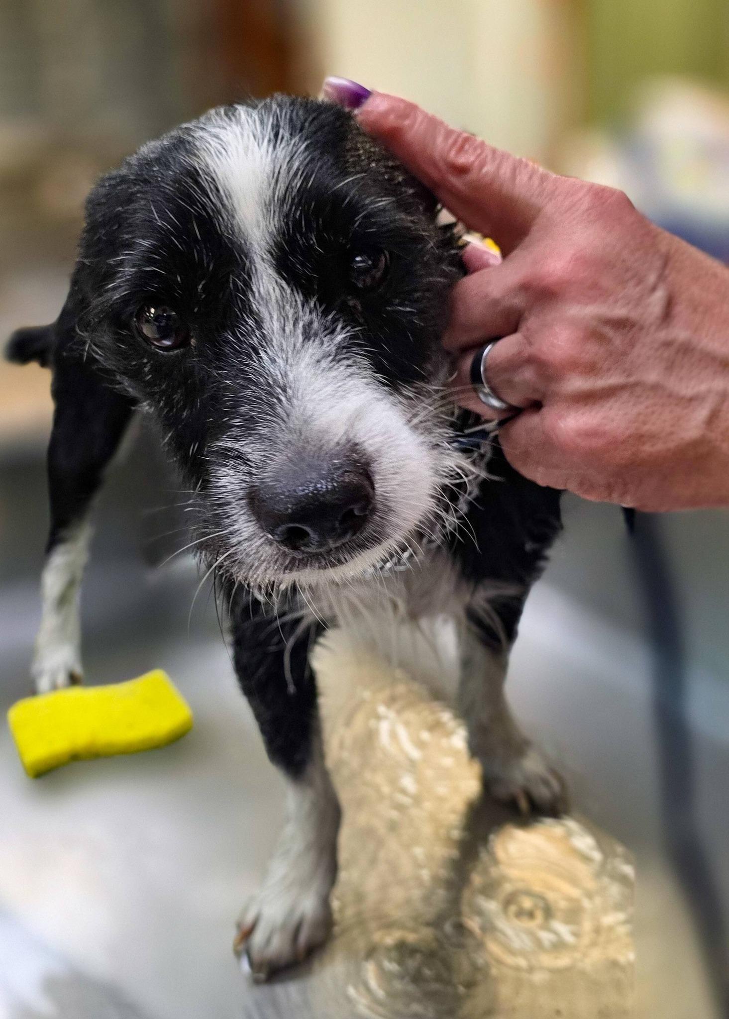 Enlarge Pumpernickel, a ADOPTABLE mixed breed in Sterling Heights, MI image 2/3