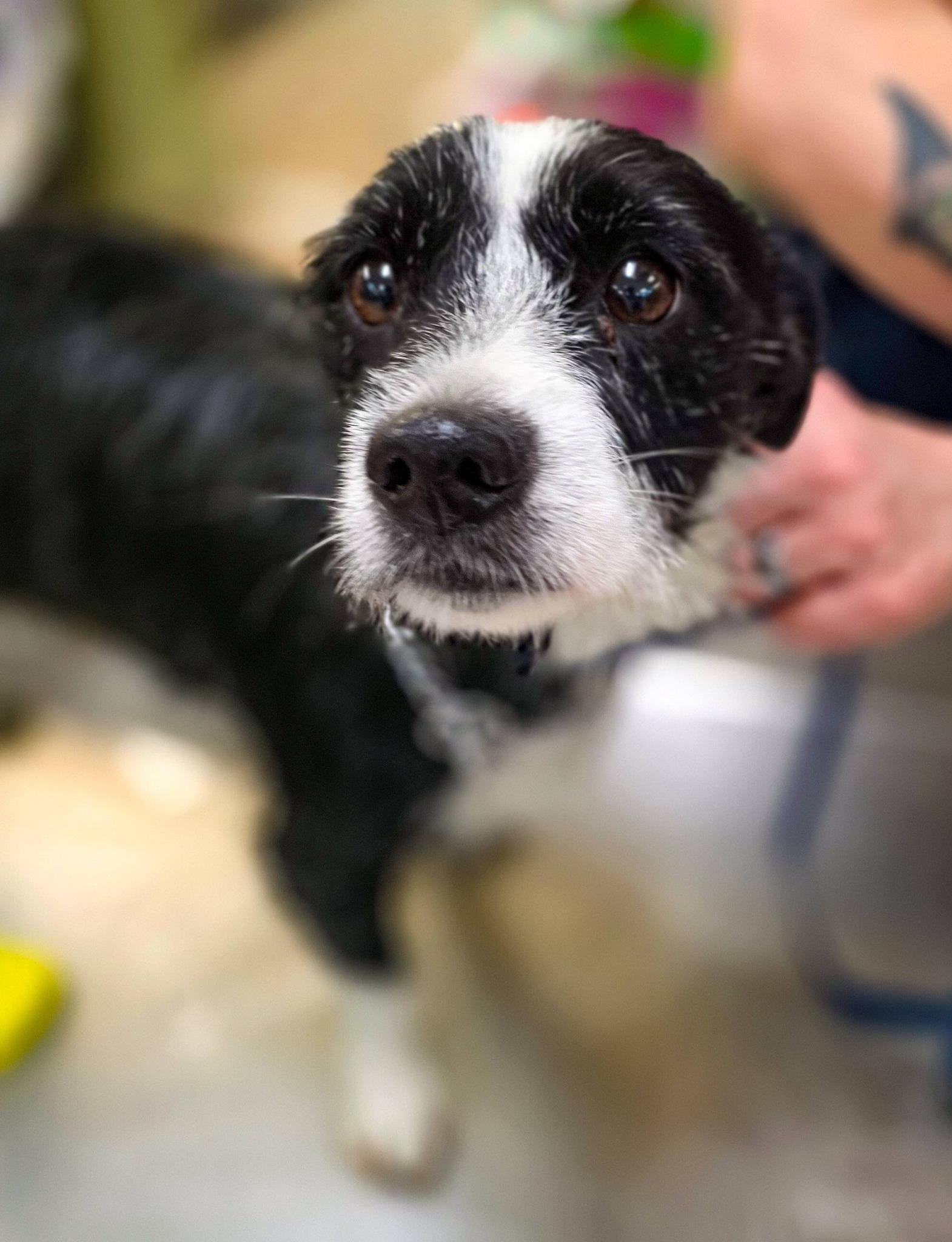 Enlarge Pumpernickel, a ADOPTABLE mixed breed in Sterling Heights, MI image 1/3