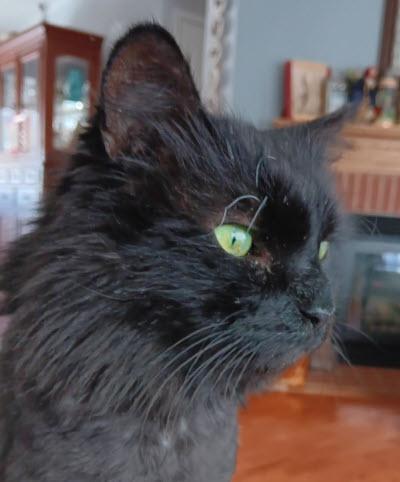 Samson Tremont, Adoptable, Senior Male Domestic Long Hair & Domestic Short Hair.