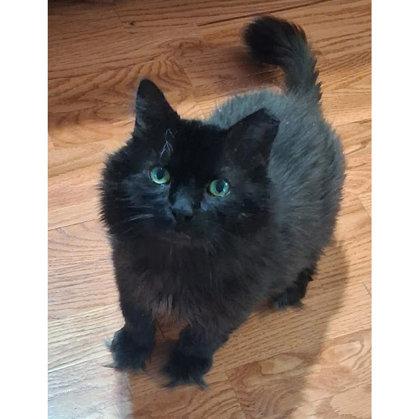 Samson Tremont, Adoptable, Senior Male Domestic Long Hair & Domestic Short Hair.