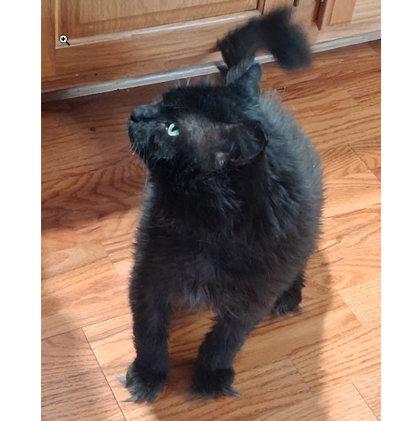 Enlarge Samson Tremont, a Adoptable mixed breed in Hudson, MA image 2/2