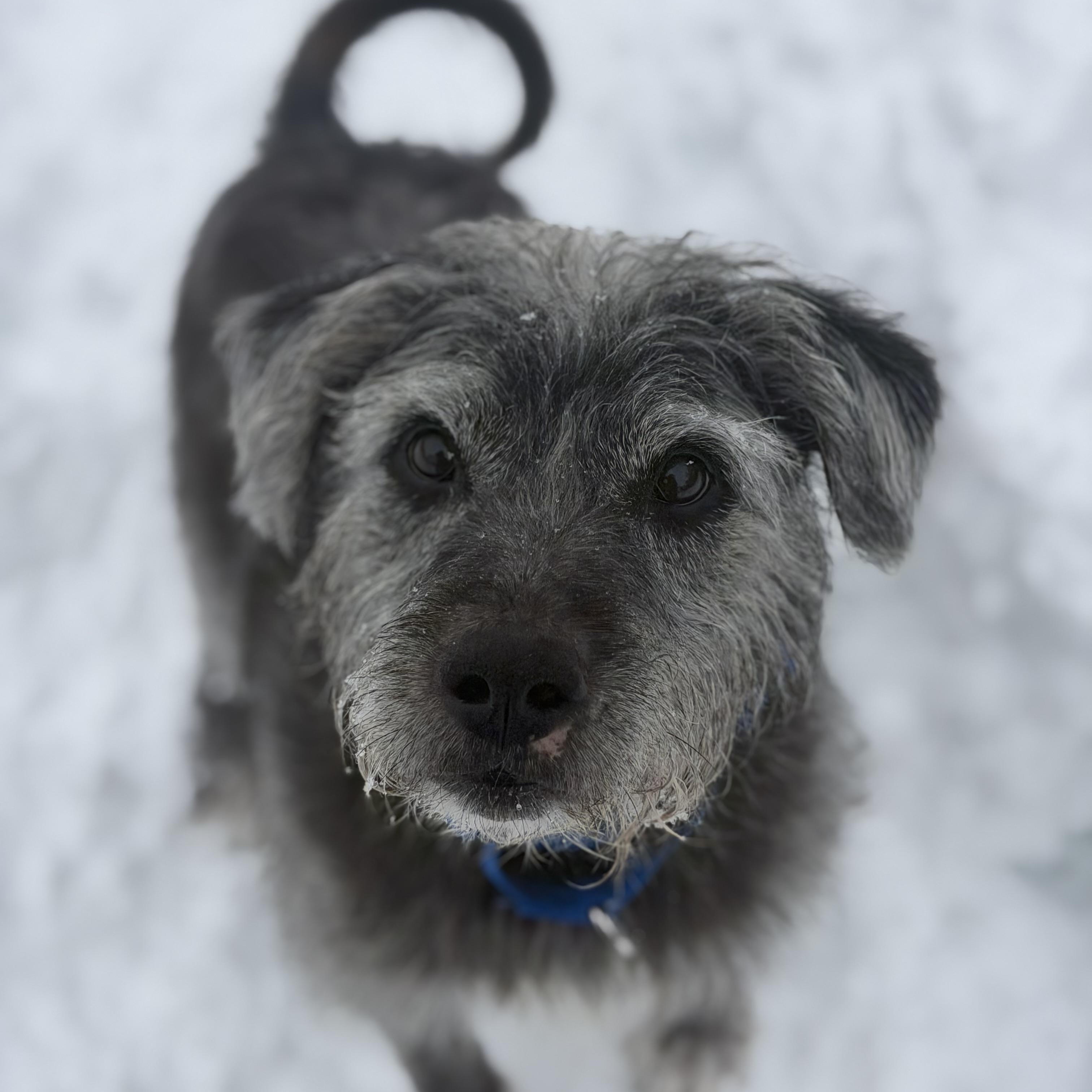 Enlarge Buck, a ADOPTABLE mixed breed in Mahwah, NJ image 5/6