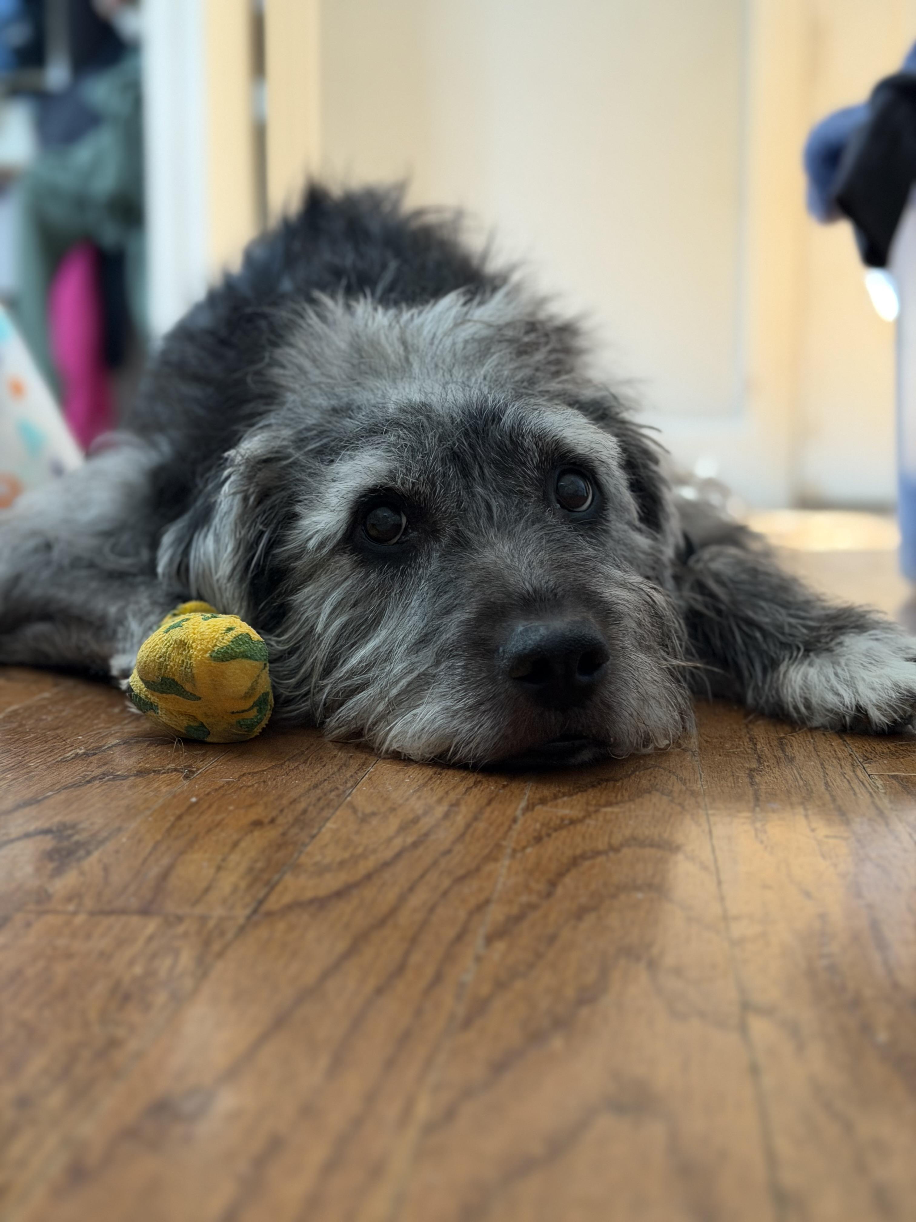 Buck, ADOPTABLE, Senior Male Scottish Deerhound.