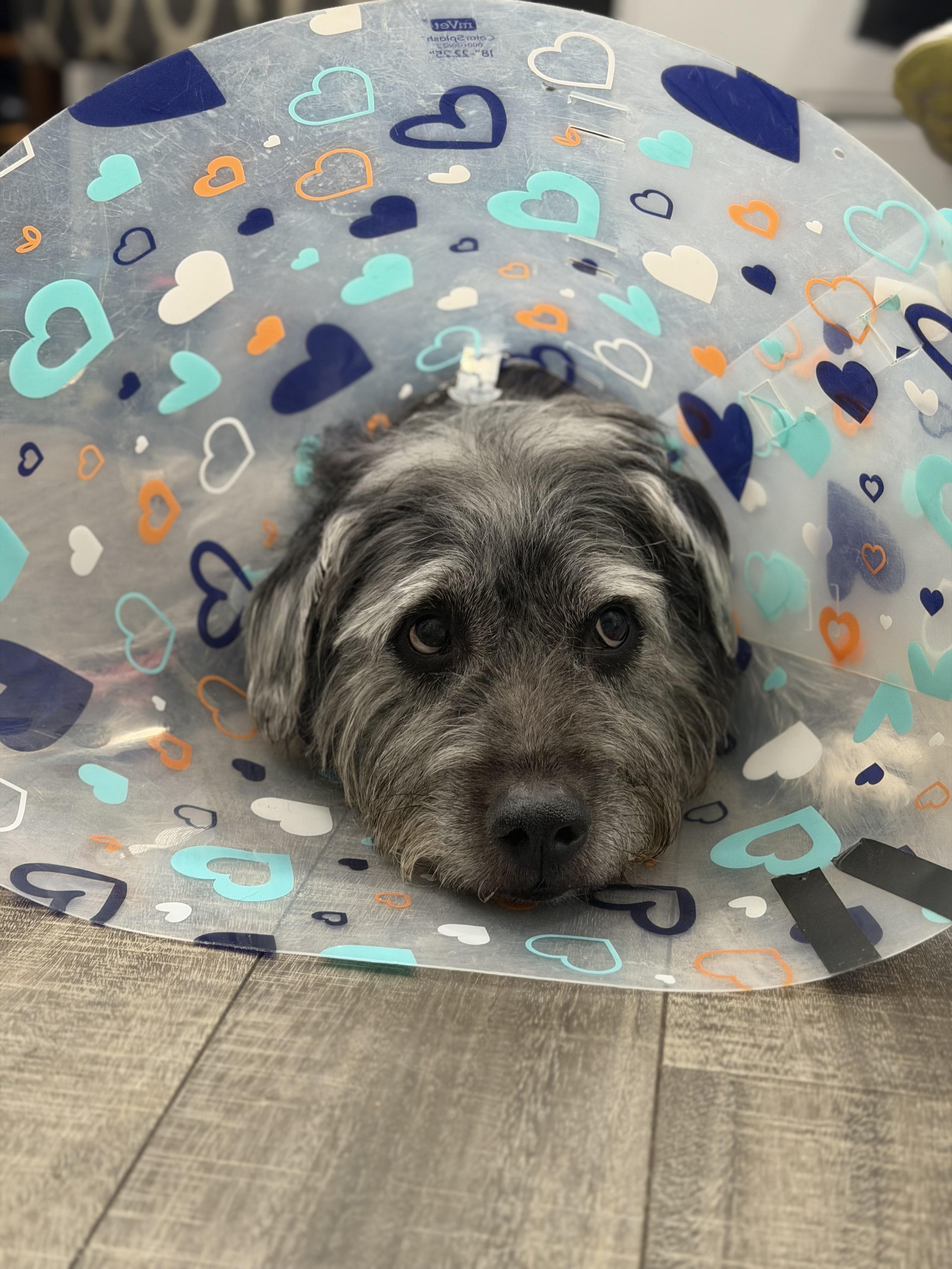 Buck, a ADOPTABLE mixed breed in Mahwah, NJ image 4/6